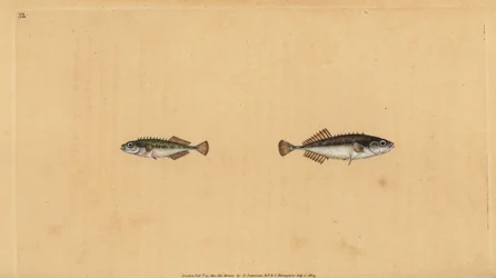 Neunstachliger Stichling, Pungitius pungitius (Kleiner oder zehnstachliger Stichling, Gasterosteus pungitius). Handkolorierte Kupferplatte gezeichnet und graviert von Edward Donovan aus seiner Natural History of British Fishes, Donovan und F.C. und J. Rivi