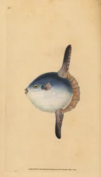 Mondfisch, Mola mola. Gefährdet. (Sonnenfisch, Tetrodon mola). Handkolorierte Kupferstichzeichnung und Gravur von Edward Donovan aus seiner Natural History of British Fishes, Donovan und F.C. und J. Rivington, London