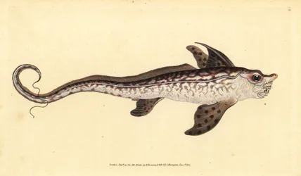 Geisterfisch oder Seemonster, Chimaera monstrosa. Nahezu bedroht. Handkolorierte Kupferplatte gezeichnet und graviert von Edward Donovan aus seiner Natural History of British Fishes, Donovan und F.C. und J. Rivington, London