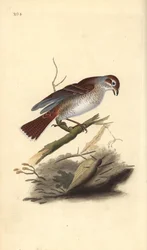 Neuntöter (weiblich), Lanius collurio. Handkolorierter Kupferstich gezeichnet und gestochen von Edward Donovan aus seinem eigenen „Natural History of British Birds“, London