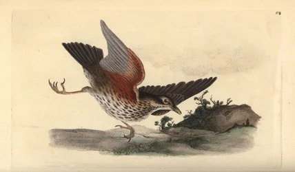 Rotdrossel, Turdus iliacus. Handkolorierte Kupferstichzeichnung und -gravur von Edward Donovan aus seinem eigenen „Natural History of British Birds“, London