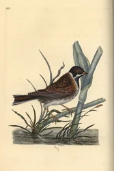 Rohrammer (Emberiza schoeniculus). Handkolorierter Kupferstich von Edward Donovan aus seinem Werk „Natural History of British Birds“, London