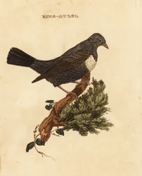 Ringdrossel, Turdus torquatus