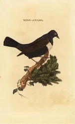 Ringdrossel, Turdus torquatus