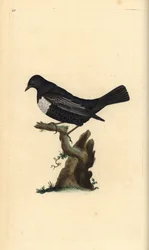 Ringdrossel, Turdus torquatus. Handkolorierte Kupferplatte gezeichnet und graviert von Edward Donovan aus seiner Natural History of British Birds, London