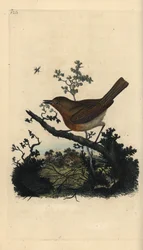 Rotkehlchen, Erithacus rubecula. Handkolorierte Kupferstichgravur aus „Natural History of British Birds“ von Edward Donovan