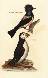 Rosenstar, Pastor roseus, und Papageitaucher, Fratercula arctica