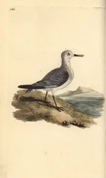 Sanderling, Calidris alba. Handkolorierte Kupferstich von Edward Donovan aus seiner Natural History of British Birds, London
