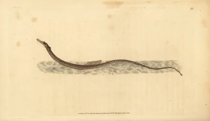 Sargassum-Rohrfisch oder pelagischer Rohrfisch. Handkolorierte Kupferplatte gezeichnet und graviert von Edward Donovan aus seiner Natural History of British Fishes, Donovan und F.C. und J. Rivington, London