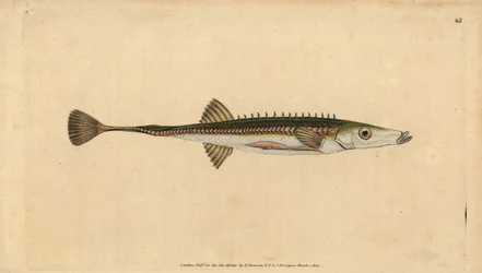 Seestichling, Spinachia spinachia. Handkolorierte Kupferstichzeichnung und -gravur von Edward Donovan aus seiner „Natural History of British Fishes“, Donovan und F.C. und J. Rivington, London