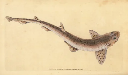 Kleiner gefleckter Katzenhai, Scyliorhinus canicula. Handkolorierte Kupferstichzeichnung und -gravur von Edward Donovan aus seiner „Natural History of British Fishes“