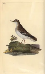 Fleckenstrandläufer, Actitis macularia