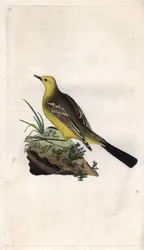 Schafstelze (Motacilla flava). Kupferstich von Edward Donovan, veröffentlicht in Histoire naturelle des oiseaux britanniques, London