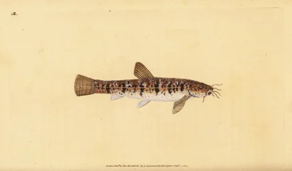 Steinbeißer, Barbatula barbatula (Bärtiger Steinbeißer, Cobitis barbatula). Handkolorierte Kupferstichzeichnung und Gravur von Edward Donovan aus seiner Natural History of British Fishes, Donovan und F.C. und J. Rivington, London