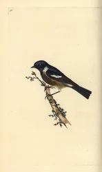 Schwarzkehlchen, Saxicola rubicola. Handkolorierte Kupferplatte gezeichnet und graviert von Edward Donovan aus seiner Natural History of British Birds, London
