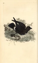 Sturmschwalbe (Hydrobates pelagicus). Handkolorierter Kupferstich von Edward Donovan aus seinem Werk „Natural History of British Birds“, London