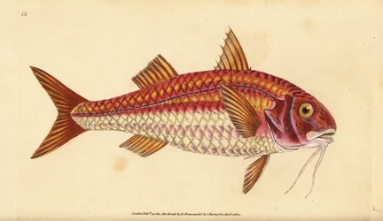 Gestreifter Rotbarbe, Mullus surmuletus. Handkolorierte Kupferstichzeichnung und -gravur von Edward Donovan aus seiner „Natural History of British Fishes“, Donovan und F.C. und J. Rivington, London