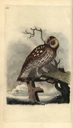Waldkauz, Strix aluco. Handkolorierte Kupferplatte gezeichnet und graviert von Edward Donovan aus seiner Natural History of British Birds, London