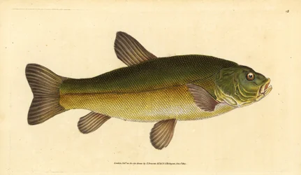 Schleie, Tinca tinca (Cyprinus tinca). Handkolorierte Kupferstichzeichnung und Gravur von Edward Donovan aus seiner Natural History of British Fishes, Donovan und F.C. und J. Rivington, London