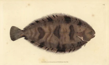 Dickrücken-Sohle, Microchirus variegatus (Bunte Sohle, Pleuronectes variegatus). Handkolorierter Kupferstich von Edward Donovan aus seiner „Natural History of British Fishes“, Donovan und F.C. und J. Rivington, London