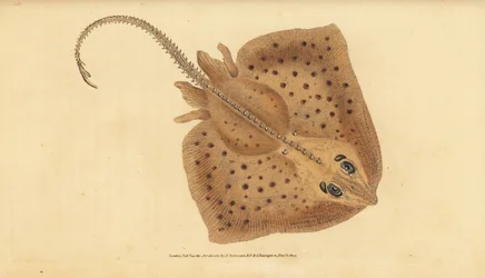 Nagelrochen, Raja clavata. Handkolorierte Kupferstich von Edward Donovan aus seiner Natural History of British Fishes, Donovan und F.C. und J. Rivington, London