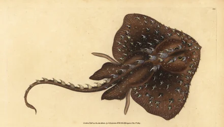 Dornrochen, Amblyraja radiata (Sternrochen, Raja radiata). Gefährdet. Handkolorierte Kupferplatte gezeichnet und graviert von Edward Donovan aus seiner Natural History of British Fishes, Donovan und F.C. und J. Rivington, London