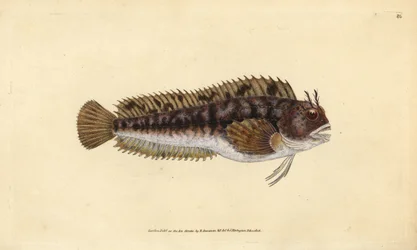Tompot-Kiemenfisch, Parablennius gattorugine (Gattorugine, Blennius gattorugine). Handkolorierte Kupferplatte gezeichnet und graviert von Edward Donovan aus seiner Natural History of British Fishes, Donovan und F.C. und J. Rivington, London