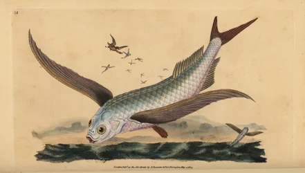 Tropischer Zweiflügel-Fliegender Fisch. Handkolorierte Kupferstich von Edward Donovan aus seiner Natural History of British Fishes, Donovan und F.C. und J. Rivington, London
