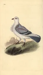 Turbit-Taube, Columba livia domestica var. turbita. Handkolorierter Kupferstich gezeichnet und gestochen von Edward Donovan aus seinem eigenen „Natural History of British Birds“, London