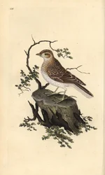 Heidelerche, Lullula arborea. Handkolorierte Kupferstichzeichnung und -gravur von Edward Donovan aus seinem eigenen „Natural History of British Birds“, London