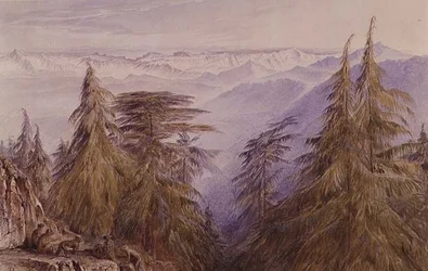 Affen auf einem Felsen in der Nähe von Simla, Nordindien