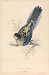 Platycercus Brownii / Browns Sittich
