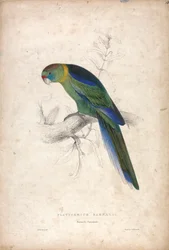 Platycerus Barnardi / Barnards Sittich (Tafel 18)