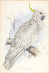 Plyctolophus Galeritus. Großer Gelbhaubenkakadu