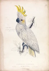 Plyctolophus Sulphureus / Kleiner Gelbhaubenkakadu (Tafel 4)