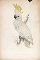Plyctophus Sulphureus / Kleiner Gelbwangenkakadu (Tafel 4)