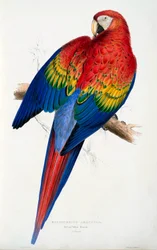Roter und Gelber Ara Macrocercus aracanga, veröffentlicht 1832