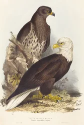 Weißkopfseeadler (Haliaetus leucocephalus)
