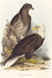 Weißkopfseeadler Haliaetus leucocephalus, veröffentlicht 1832-1837
