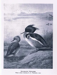Gänsesäger, Natur in Großbritannien veröffentlicht von Collins, 1946
