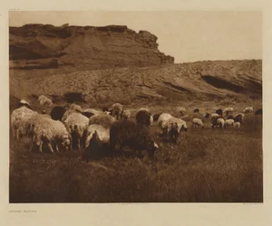 [Navajo-Herden]