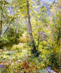 Geflecktes Sonnenlicht, Sheepscombe-Wälder