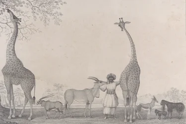 Die majestätischen und anmutigen Giraffen oder Kameleoparden, mit einigen seltenen Tieren der Gazelle..., 1838