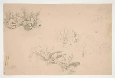 Studien von Blumen