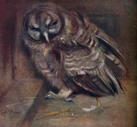 Eine junge braune Eule, 1907