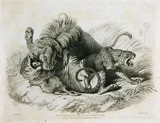 Kämpfende Gruppe nach der Natur, Tafel 6 aus Zwanzig Gravuren von Löwen, Tigern, Panthern & Leoparden... graviert von Thomas Landseer (1795-1880) 1823
