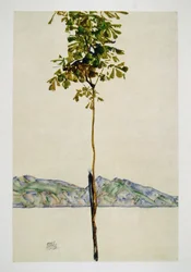 Bäumchen - Kastanienbaum am Bodensee