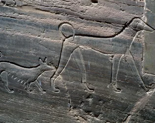 Paar Hunde, Relief vom Eingang, Grab von Sarenput II, Gräber der Prinzen, Qubbet el-Hawa, Westufer des Nils bei Assuan, ägyptische Zivilisation, Mittleres Reich, Dynastie XII