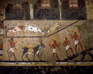 Ägyptische Antiquität: der Transport von Weizen auf dem Rücken von Maultieren und auf dem Rücken von Sklaven. Fresko aus dem Grab der Königin Neferou III. 12. Dynastie. 2200-2000 v. Chr. Aus El Ghebelen. Turin, Ägyptisches Museum