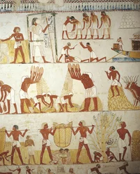 Arbeiten auf den Feldern, Grab des königlichen Gutsverwalters Menna, Theben, Luxor, Ägypten